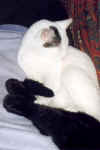 Schlafkatze