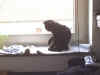 LissiFenster.jpg (106105 Byte)