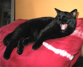 Lissi