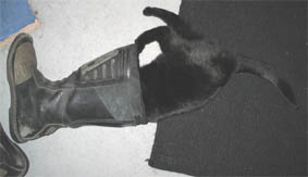 Lissi, vom Killerstiefel aufgefressen!