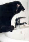 LissiWasser2.jpg (67205 Byte)