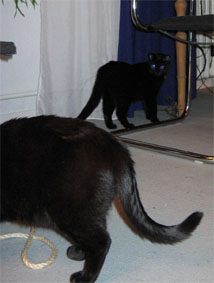 Peppi und Lissi
