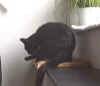 Lissiputzen1.jpg (23432 Byte)