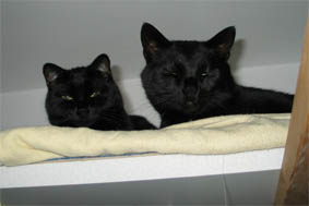 Lissi und Peppi