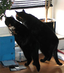 Lissi und Peppi