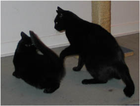 Lissi und Peppi