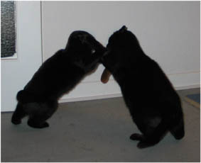 Lissi und Peppi