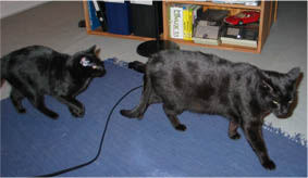Lissi und Peppi