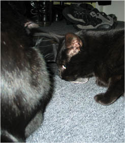 Lissi und Peppi