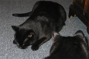 Peppi und Lissi