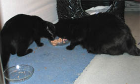 Lissi und Peppi