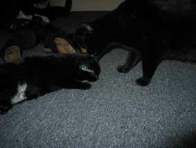Lissi und Peppi