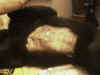NacktbauchC.jpg (115853 Byte)
