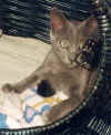 Ninotschka