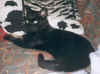 Peppi1 Kopie.jpg (91188 Byte)