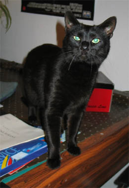 Peppi