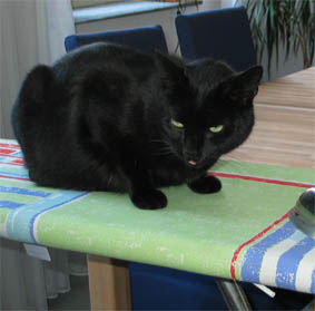 Peppi