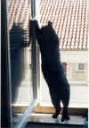 PeppiFenster1.jpg (108148 Byte)