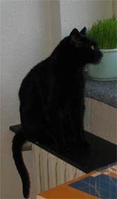 Peppi