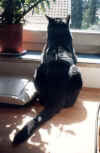 PeppiFensterbank3.jpg (55297 Byte)