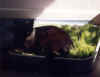 PeppiGras1.jpg (17601 Byte)