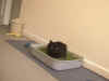 PeppiGras5.jpg (101748 Byte)