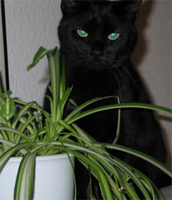 Peppi