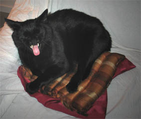 Peppi auf dem Krnerkissen