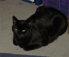 Peppi Kastenkater