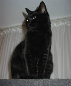 Peppi