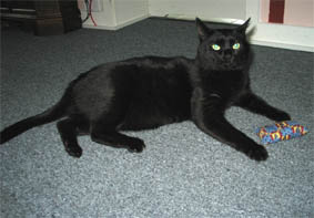 Peppi