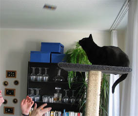 Peppi
