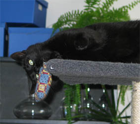 Peppi