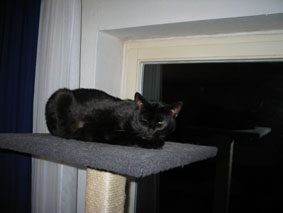 Peppi