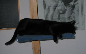 Peppi