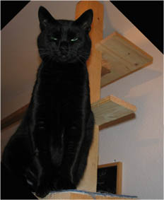 Peppi