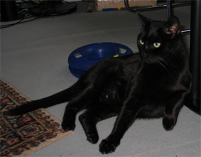Peppi
