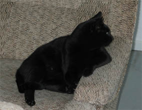 Peppi