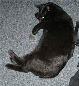 Peppi