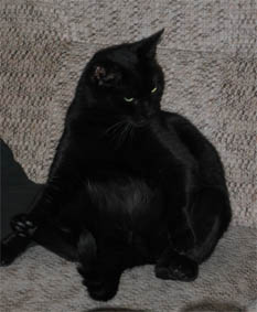 Peppi