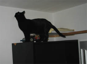 Peppi