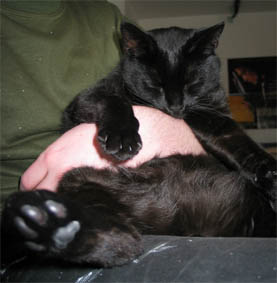 Peppi