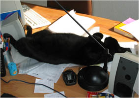 Peppi in Lieblingsschlafposition