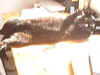 PeppiSonne1.jpg (110479 Byte)