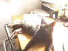 PeppiSonne3.jpg (114606 Byte)