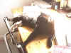 PeppiSonne4.jpg (120609 Byte)