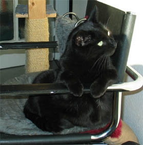Peppi