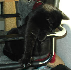 Peppi