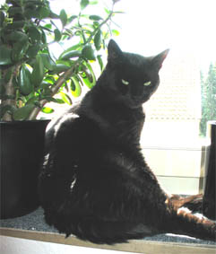 Peppi