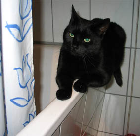 Peppi